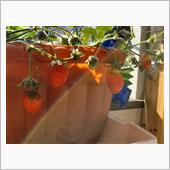 枕元のイチゴ🍓