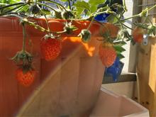 枕元のイチゴ🍓