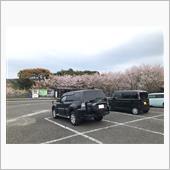 すでに散り始めの桜