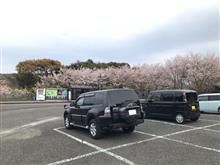 すでに散り始めの桜