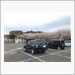 すでに散り始めの桜