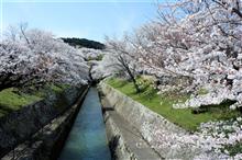 桜の咲く時期にお出かけ！　（１日目）