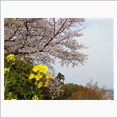 西条市｢市民の森｣までお花見 ...