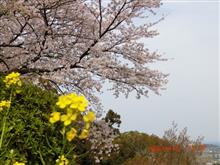 西条市｢市民の森｣までお花見ツーリング🌸