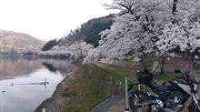 海津大崎 お花見🌸ツーリング