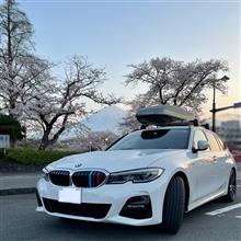 ほぼ満開の桜と富士山と⛩
