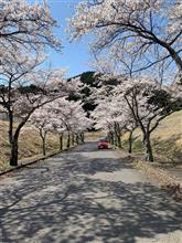 今年も同じ場所でお花見🌸