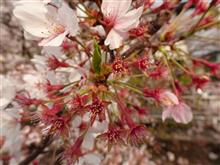 今年の桜 2023/04/05 第9回