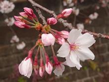 今年の桜 2023/04/06 第10回