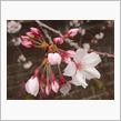 今年の桜 2023/04/06 第10回