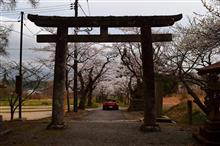 今年最後の桜ドライブ 