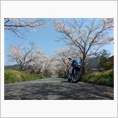 桜の季節