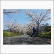 桜の季節