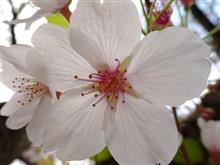今朝の散歩　桜の花も散りつつ…