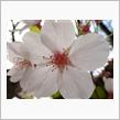 今朝の散歩　桜の花も散りつつ…