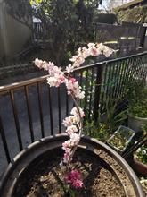 花桃
