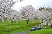 桜ドライブ2023～小川村・白馬・大町・池田～