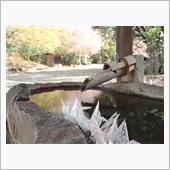 吉野山でお花見ハイキング