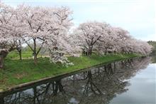 桜2023