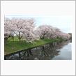 桜2023