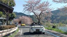 海津大崎の桜