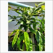 小原紅早生ミカンが蕾を着けま ...