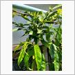 小原紅早生ミカンが蕾を着けました🍊