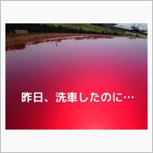昨日、洗車したばっかりなのに ...