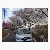 ちょっと遅かった”三春滝桜”