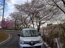 ちょっと遅かった”三春滝桜”