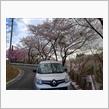 ちょっと遅かった”三春滝桜”