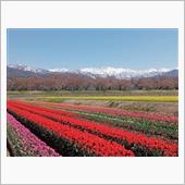 我が町の舟川は