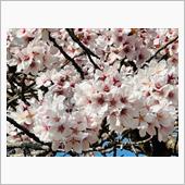 さくら🌸、菜の花🌼ハンタ ...
