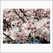 さくら🌸、菜の花🌼ハンター♪2023‼️