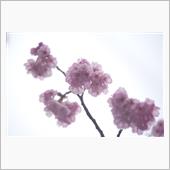 2023 桜　～ 雨に濡れて ...