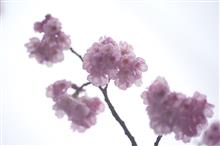 2023 桜　～ 雨に濡れても ～