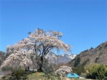 沼田市の一本桜*