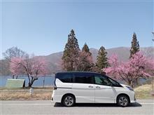 中綱湖の桜