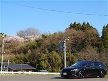 ちょこっと桜紀行🌸