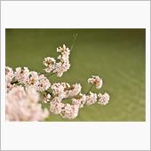 弘前城の桜が見たいっ!!