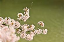 弘前城の桜が見たいっ!!