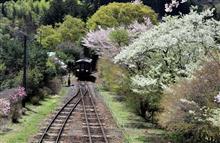 　わたらせ鉄道、わ鐵の春　（渡良瀬鉄道の桜） 