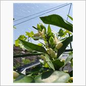 ミカンの花が咲きました🍊