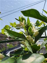 ミカンの花が咲きました🍊