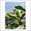 ミカンの花が咲きました🍊