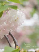 花のまわりみち (八重桜) .*+
