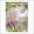 花のまわりみち (八重桜) .*+