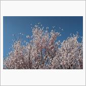 ソアラと桜