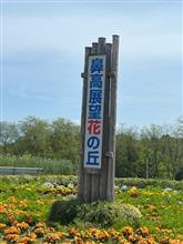 ネモフィラと菜の花の公園散策