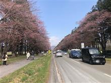 新ひだか町静内二十間道路桜並木